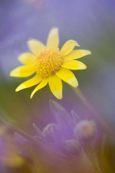 Soft focus of yellow flower among purple flowers